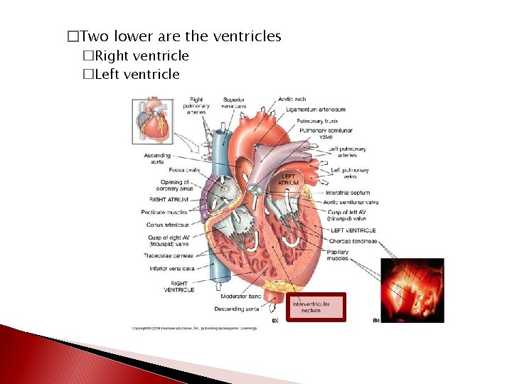 �Two lower are the ventricles �Right ventricle �Left ventricle 