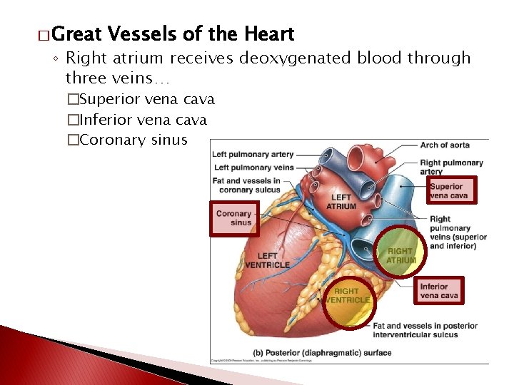 � Great Vessels of the Heart ◦ Right atrium receives deoxygenated blood through three