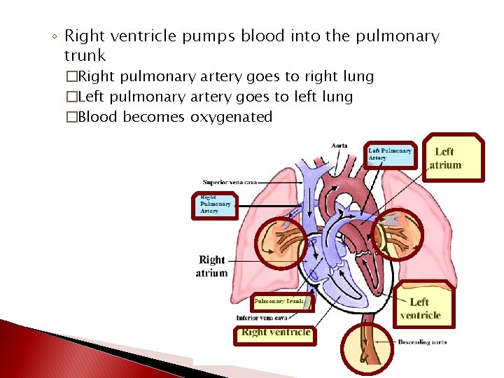◦ Right ventricle pumps blood into the pulmonary trunk �Right pulmonary artery goes to