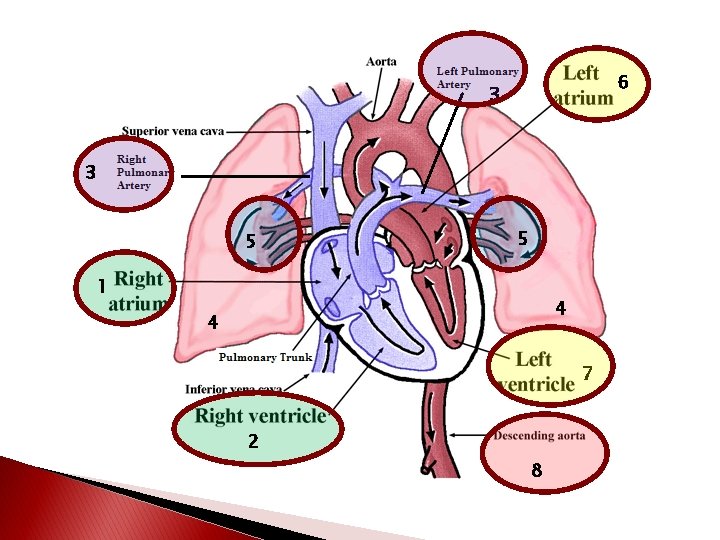 6 3 3 5 5 1 4 4 7 2 8 