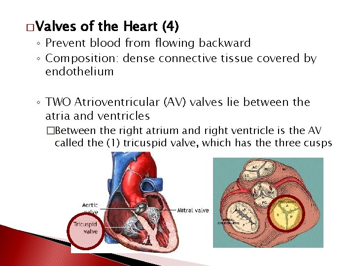 � Valves of the Heart (4) ◦ Prevent blood from flowing backward ◦ Composition: