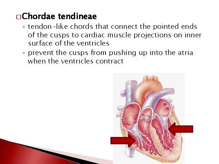 � Chordae tendineae ◦ tendon-like chords that connect the pointed ends of the cusps