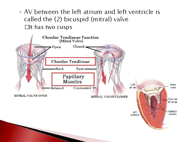 ◦ AV between the left atrium and left ventricle is called the (2) bicuspid