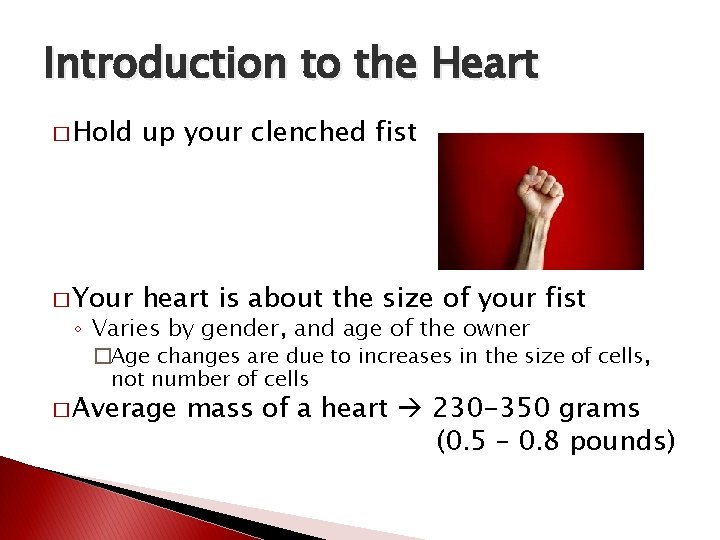 Introduction to the Heart � Hold up your clenched fist � Your heart is