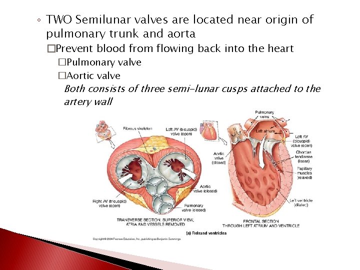◦ TWO Semilunar valves are located near origin of pulmonary trunk and aorta �Prevent
