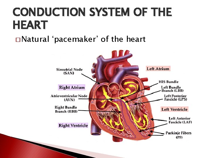 CONDUCTION SYSTEM OF THE HEART � Natural ‘pacemaker’ of the heart 