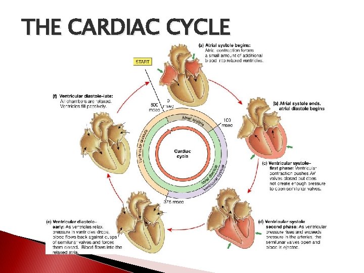 THE CARDIAC CYCLE 