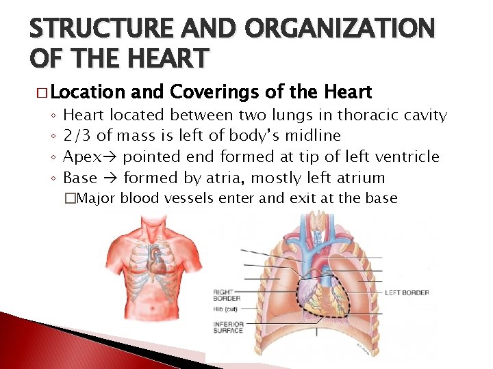 STRUCTURE AND ORGANIZATION OF THE HEART � Location ◦ ◦ and Coverings of the