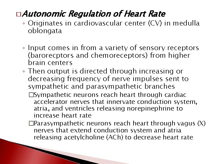 � Autonomic Regulation of Heart Rate ◦ Originates in cardiovascular center (CV) in medulla