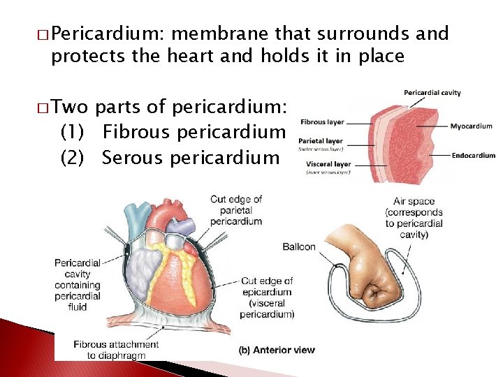 � Pericardium: membrane that surrounds and protects the heart and holds it in place