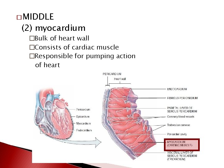� MIDDLE (2) myocardium �Bulk of heart wall �Consists of cardiac muscle �Responsible for
