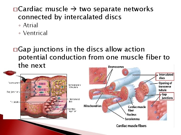 � Cardiac muscle two separate networks connected by intercalated discs ◦ Atrial ◦ Ventrical