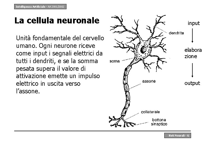 Intelligenza Artificiale - AA 2001/2002 La cellula neuronale Unità fondamentale del cervello umano. Ogni