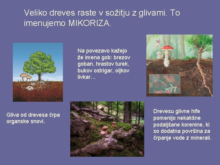 Veliko dreves raste v sožitju z glivami. To imenujemo MIKORIZA. Na povezavo kažejo že