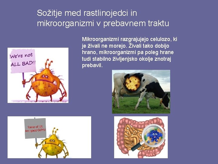 Sožitje med rastlinojedci in mikroorganizmi v prebavnem traktu Mikroorganizmi razgrajujejo celulozo, ki je živali