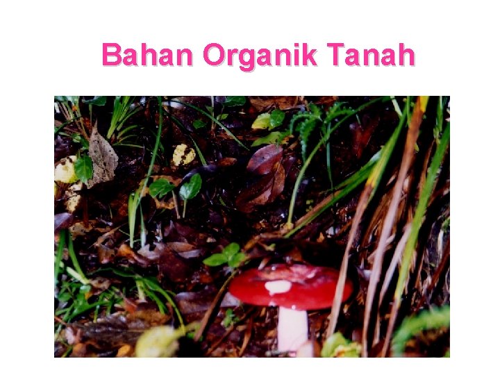 Bahan Organik Tanah 