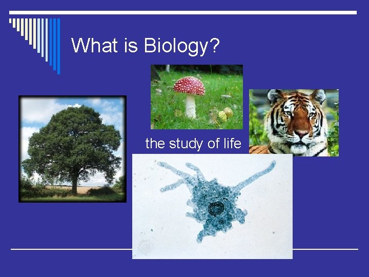 What is Biology? the study of life 