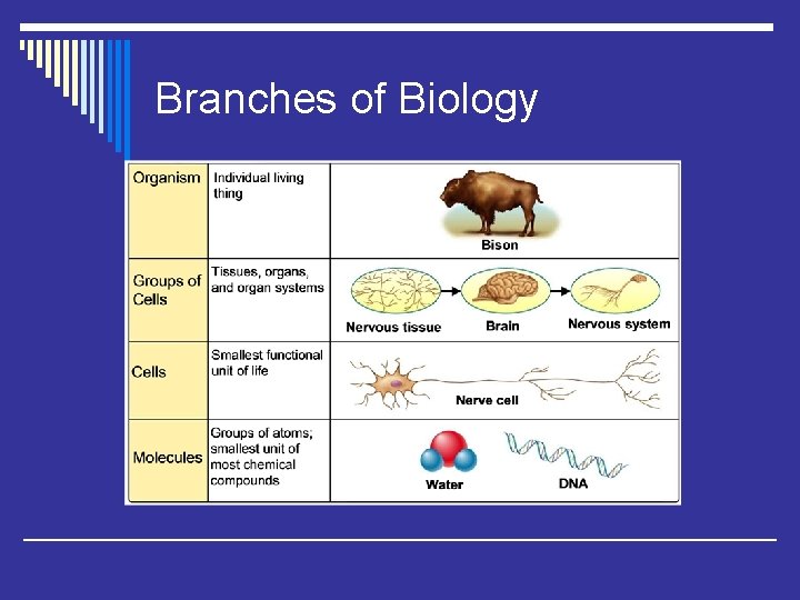 Branches of Biology 