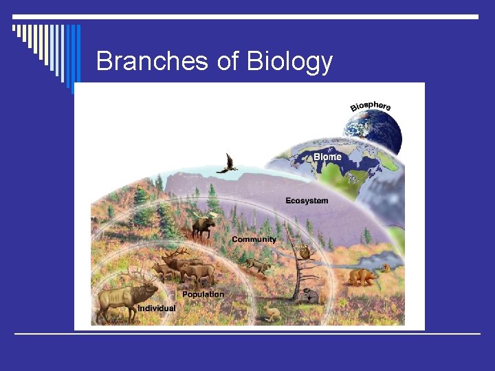 Branches of Biology 