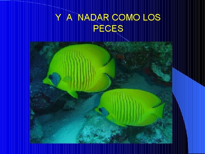 Y A NADAR COMO LOS PECES 