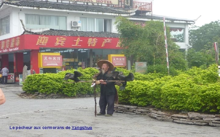 Le pêcheur aux cormorans de Yangshuo 