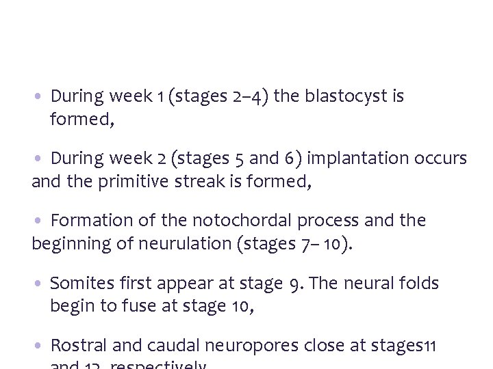  • During week 1 (stages 2– 4) the blastocyst is formed, • During