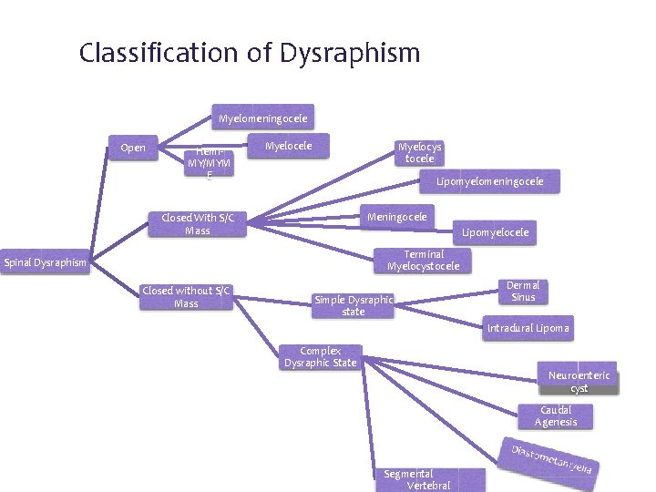 Classification of Dysraphism Myelomeningocele Open Hemi. MY/MYM E Myelocele Myelocys tocele Lipomyelomeningocele Meningocele Closed