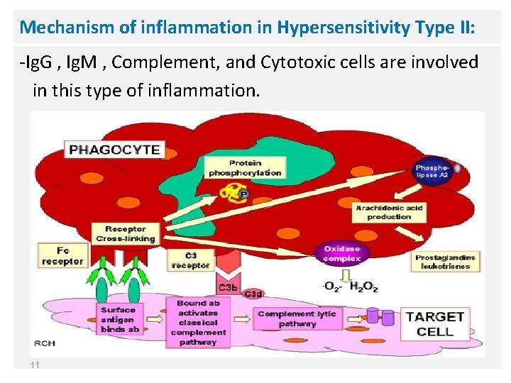 Mechanism of inflammation in Hypersensitivity Type II: -Ig. G , Ig. M , Complement,