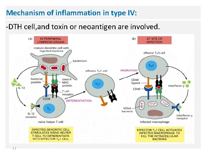 Mechanism of inflammation in type IV: -DTH cell, and toxin or neoantigen are involved.