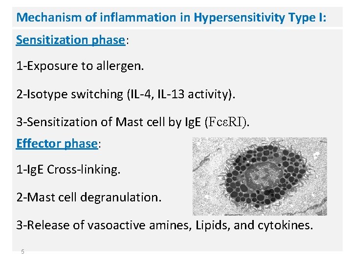 Mechanism of inflammation in Hypersensitivity Type I: Sensitization phase: 1 -Exposure to allergen. 2