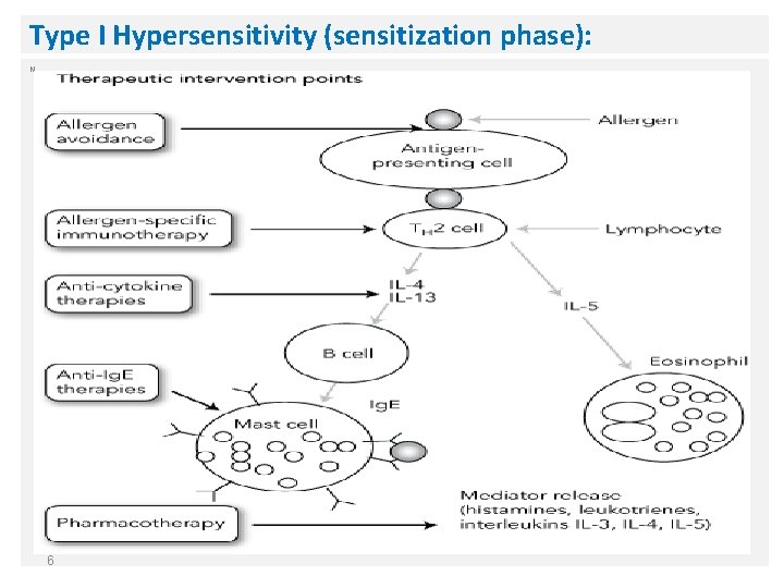 Type I Hypersensitivity (sensitization phase): N 6 