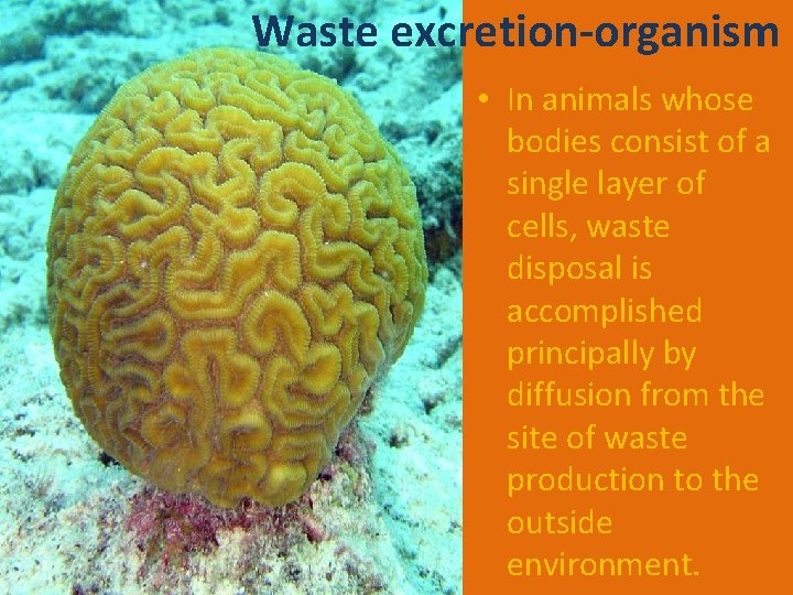 Waste excretion-organism • In animals whose bodies consist of a single layer of cells,