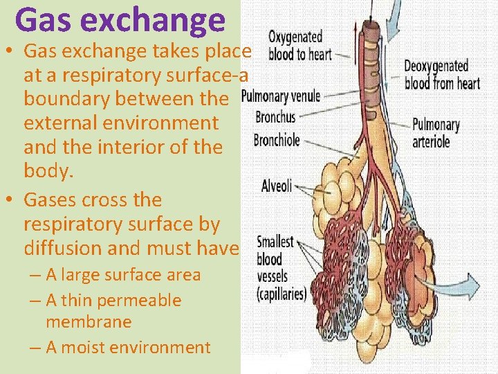 Gas exchange • Gas exchange takes place at a respiratory surface-a boundary between the