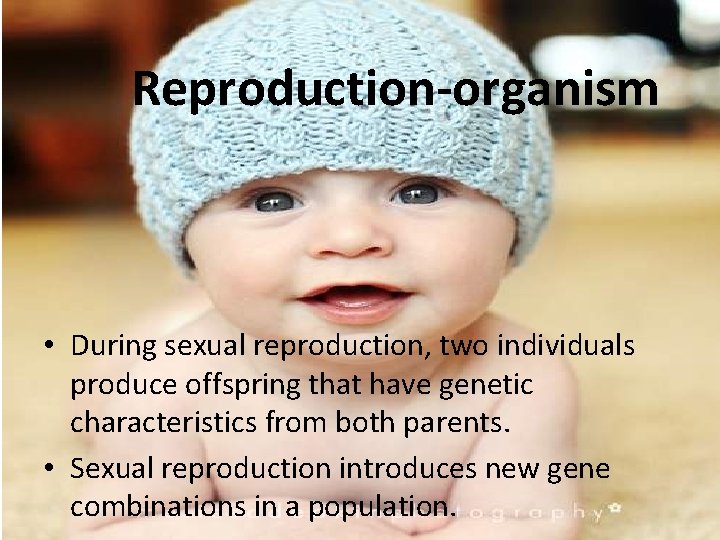 Reproduction-organism • During sexual reproduction, two individuals produce offspring that have genetic characteristics from