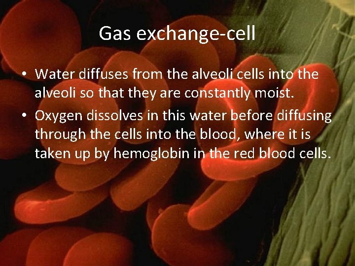 Gas exchange-cell • Water diffuses from the alveoli cells into the alveoli so that