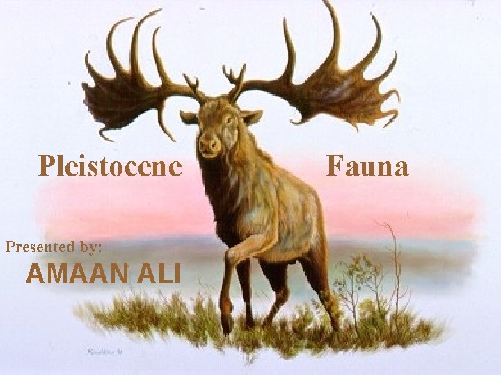Pleistocene Presented by: AMAAN ALI Fauna 