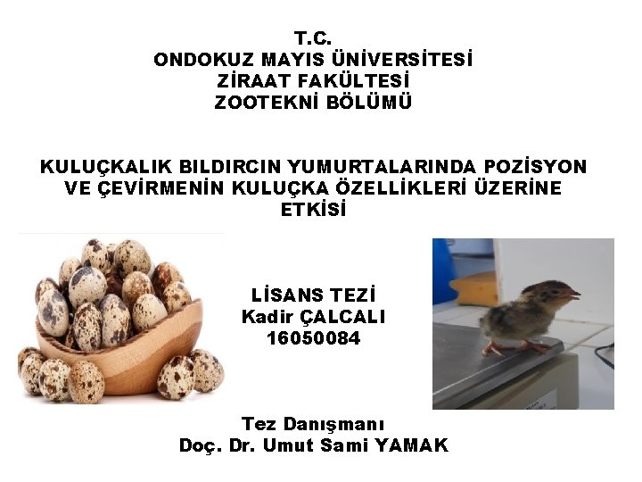 T. C. ONDOKUZ MAYIS ÜNİVERSİTESİ ZİRAAT FAKÜLTESİ ZOOTEKNİ BÖLÜMÜ KULUÇKALIK BILDIRCIN YUMURTALARINDA POZİSYON VE