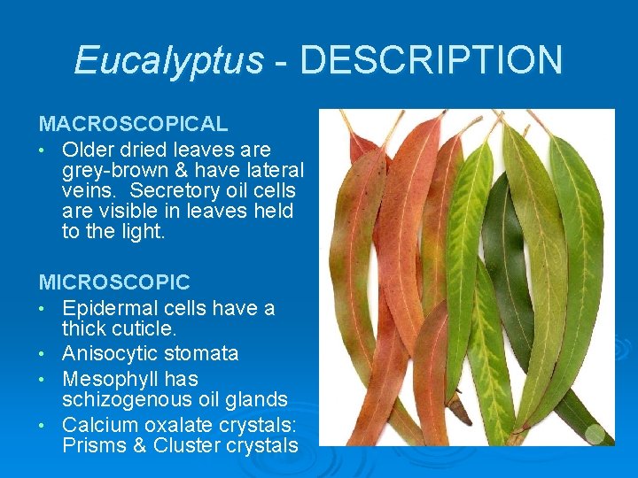 Eucalyptus - DESCRIPTION MACROSCOPICAL • Older dried leaves are grey-brown & have lateral veins.