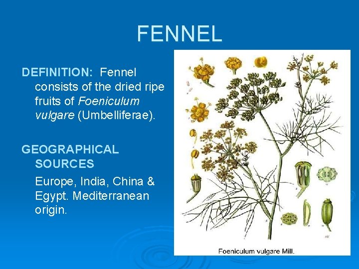 FENNEL DEFINITION: Fennel consists of the dried ripe fruits of Foeniculum vulgare (Umbelliferae). GEOGRAPHICAL