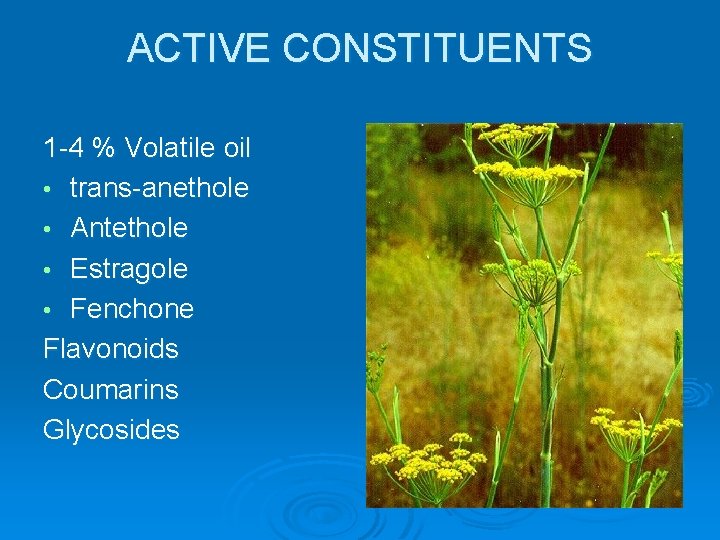 ACTIVE CONSTITUENTS 1 -4 % Volatile oil • trans-anethole • Antethole • Estragole •