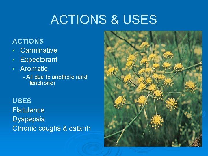 ACTIONS & USES ACTIONS • Carminative • Expectorant • Aromatic - All due to