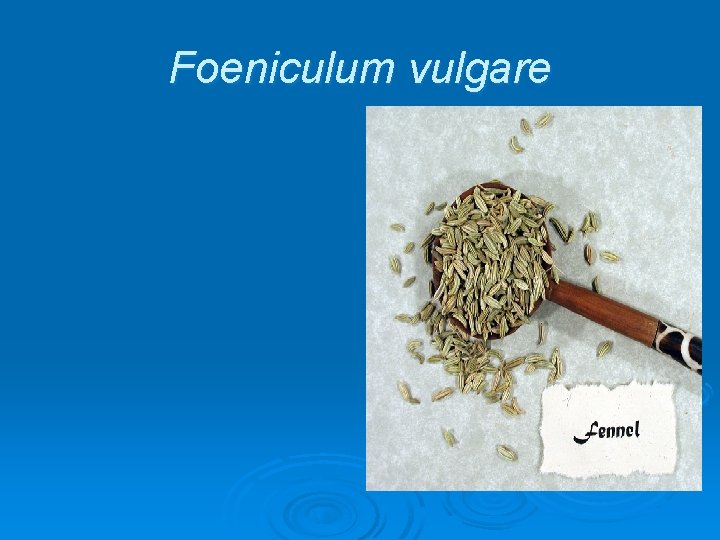 Foeniculum vulgare 