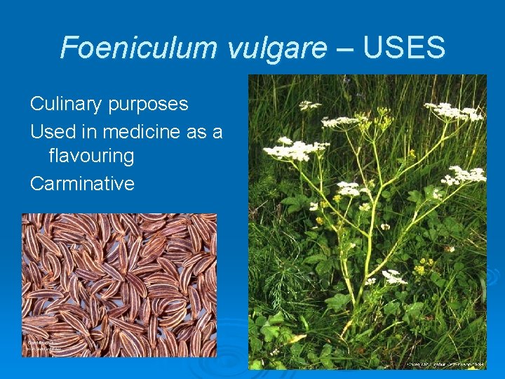 Foeniculum vulgare – USES Culinary purposes Used in medicine as a flavouring Carminative 