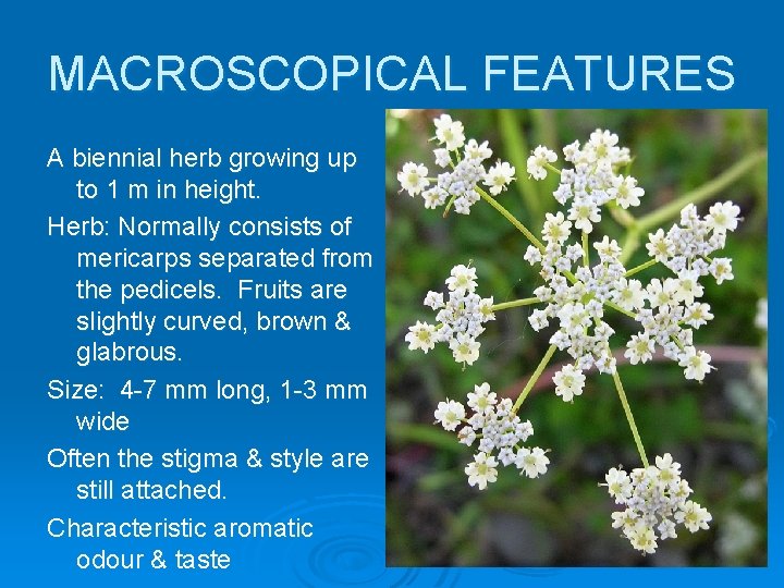 MACROSCOPICAL FEATURES A biennial herb growing up to 1 m in height. Herb: Normally