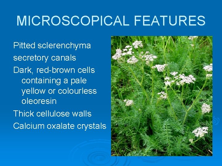 MICROSCOPICAL FEATURES Pitted sclerenchyma secretory canals Dark, red-brown cells containing a pale yellow or