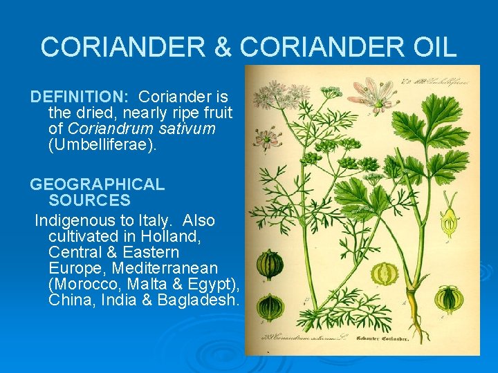 CORIANDER & CORIANDER OIL DEFINITION: Coriander is the dried, nearly ripe fruit of Coriandrum