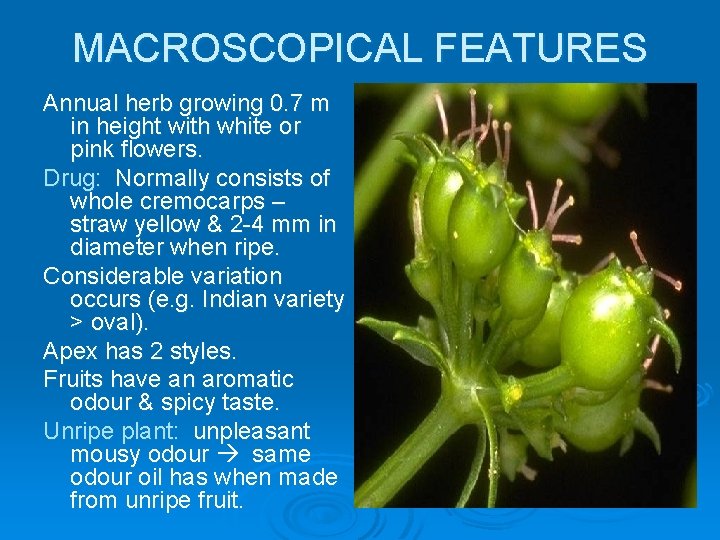 MACROSCOPICAL FEATURES Annual herb growing 0. 7 m in height with white or pink