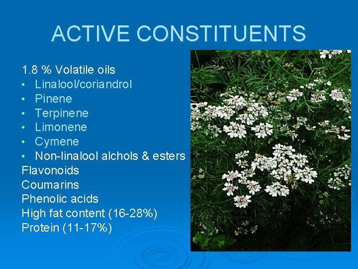 ACTIVE CONSTITUENTS 1. 8 % Volatile oils • Linalool/coriandrol • Pinene • Terpinene •