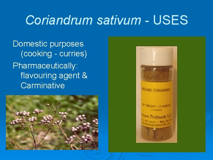 Coriandrum sativum - USES Domestic purposes (cooking - curries) Pharmaceutically: flavouring agent & Carminative