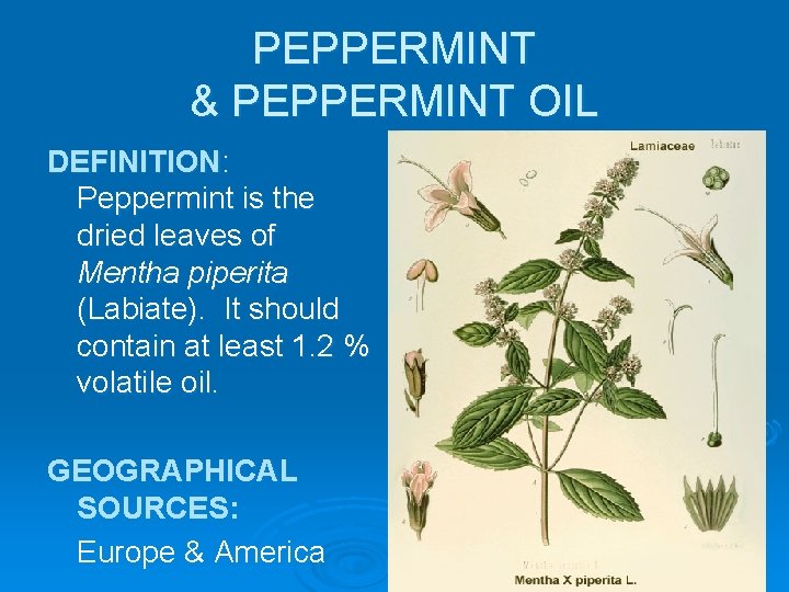 PEPPERMINT & PEPPERMINT OIL DEFINITION: Peppermint is the dried leaves of Mentha piperita (Labiate).
